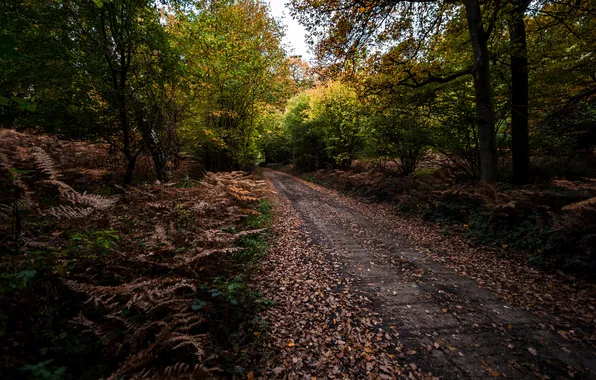 Road, autumn, nature