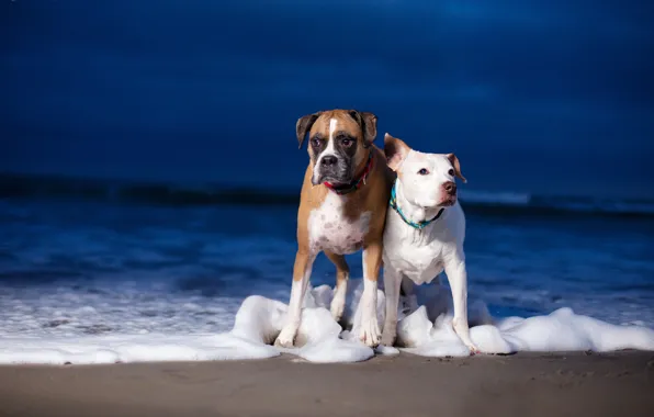 Sea, dogs, a couple, boxer, pit bull Terrier