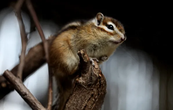 Look, branches, the dark background, tree, Chipmunk, bitches, bokeh