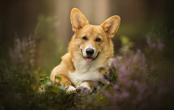 Picture dog, ears, bokeh, Capper