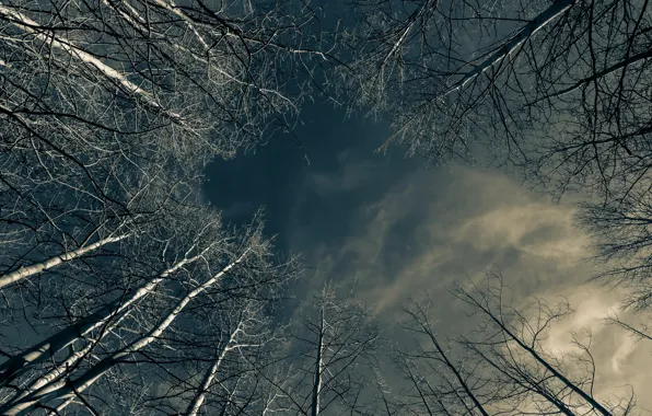 The sky, trees, nature