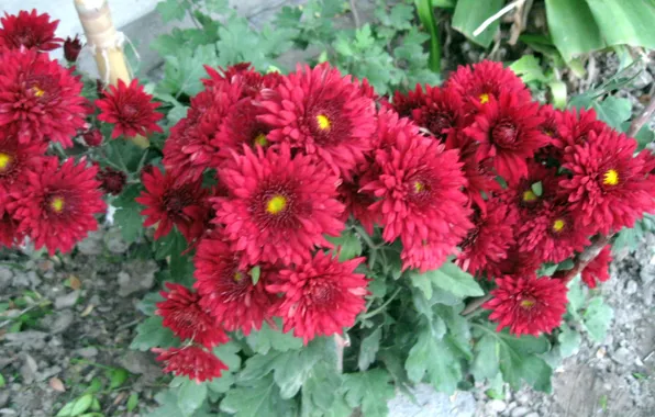 Nature, Flowers, Beauty