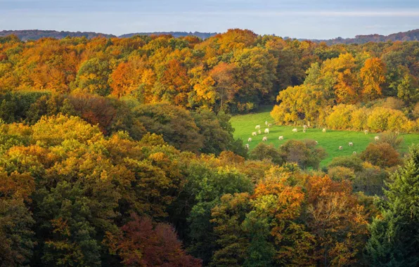 Autumn, forest, hills, France, Normandy, Calvados
