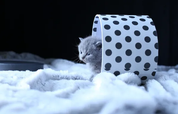 Cat, kitty, grey, box, baby, fur, black background, kitty