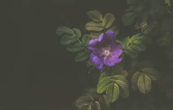 Picture leaves, macro, flowers, Wallpaper, the bushes