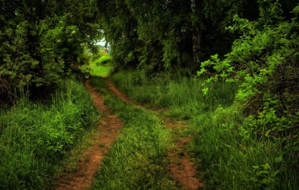 Road, greens, forest, summer, grass, trees, branch, treatment