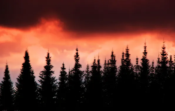 The sky, sunset, Gothic, Forest