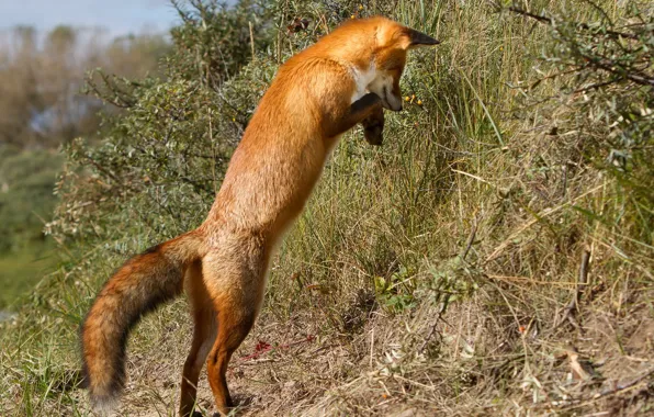 Nature, background, Fox