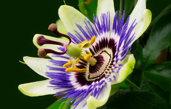 Macro, petals, Passionflower, Passion flower