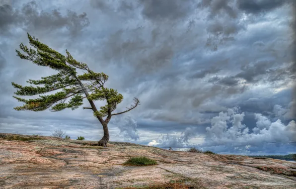 Picture the sky, clouds, rock, tree, the wind