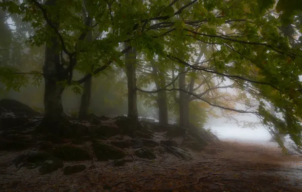 Autumn, forest, snow, trees, branches, nature, fog, stones