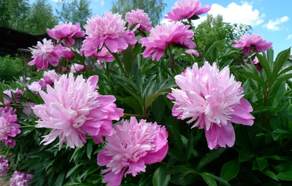 Picture pink, Bush, peony