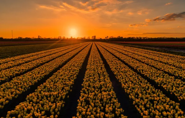 Picture field, the sky, the sun, clouds, rays, light, sunset, flowers