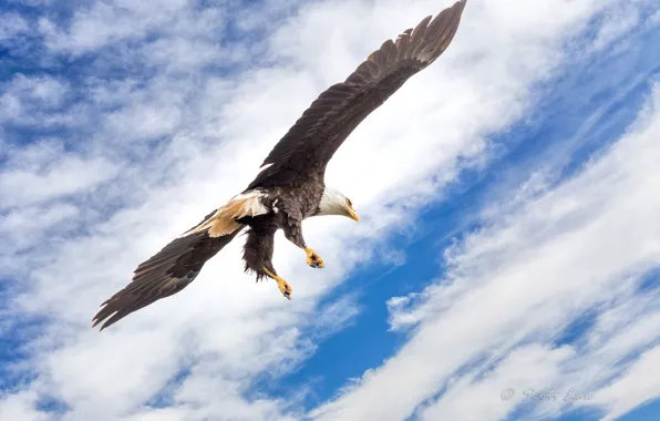 The sky, bird, eagle