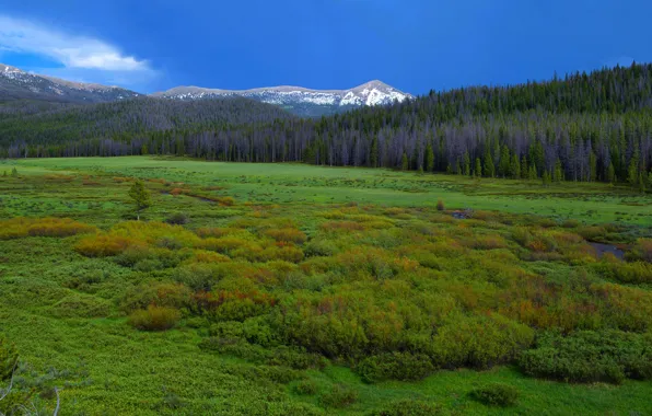 Picture greens, forest, the sky, snow, mountains, blue, thickets, shore