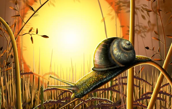 Picture grass, the sun, Snail