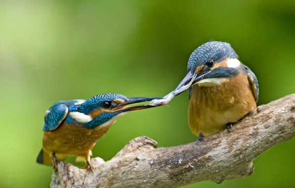 Picture bird, beak, Germany, Kingfisher, North Rhine-Westphalia