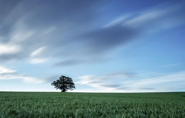Picture field, the sky, landscape, tree