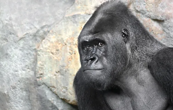 Nature, monkey, gorilla