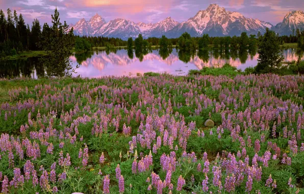 Trees, sunset, flowers, mountains, lake, reflection, glade, pink