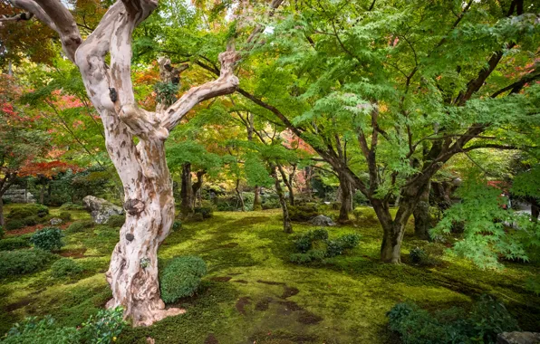 Picture trees, branches, Japanese garden