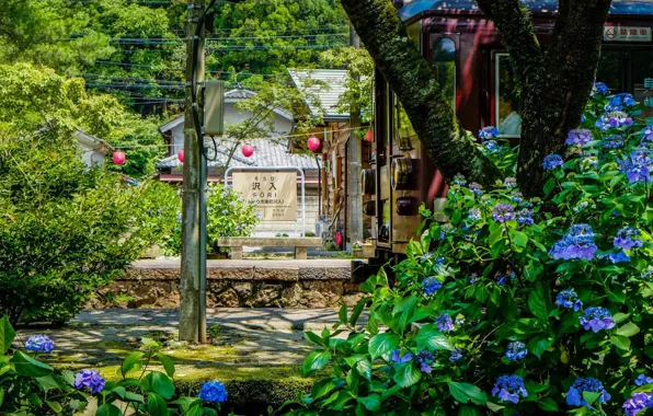 The car, Japan, platform, hydrangea