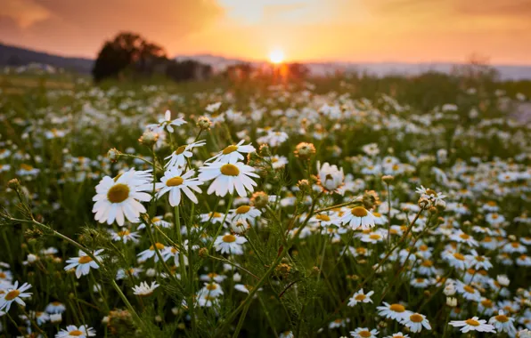 Picture sunset, flowers, chamomile, meadow