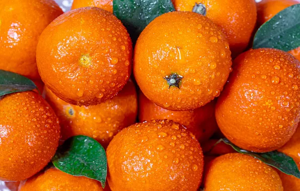 Citrus, water drops, tangerines