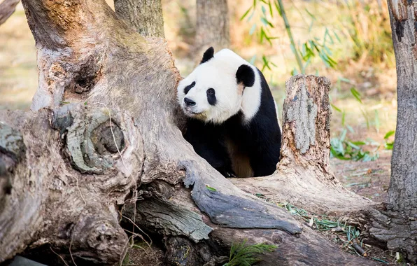 Nature, tree, bear, Panda