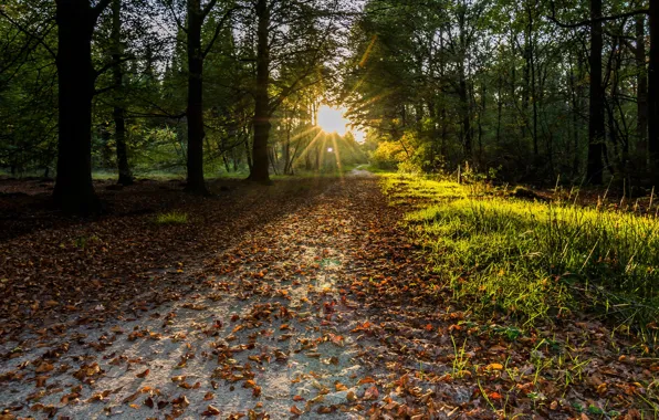 Picture autumn, forest, the sun, foliage, track