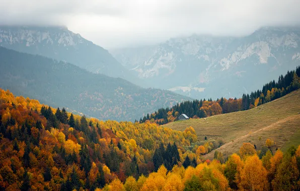 Autumn, forest, light, trees, mountains, nature, fog, hills