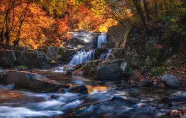 Autumn, forest, light, trees, landscape, branches, stones, rocks