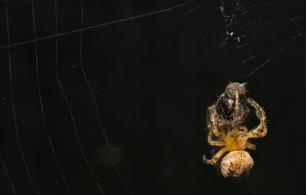 The victim, web, Spider