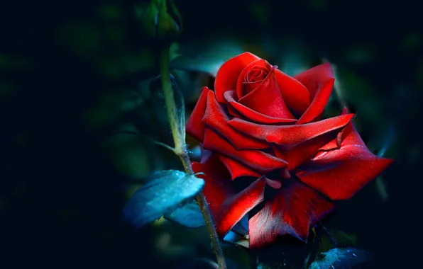 Leaves, drops, red, the dark background, roses, buds