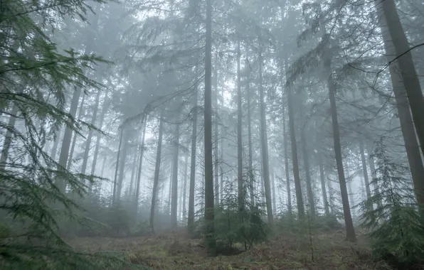 Forest, light, branches, fog, trunks, morning, ate, haze