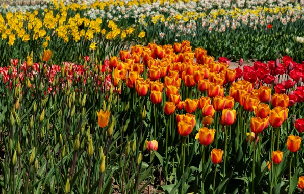 Picture field, flowers, orange, spring, tulips, different, a lot, daffodils