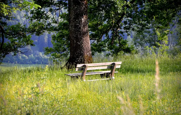 Grass, tree, relax, bench