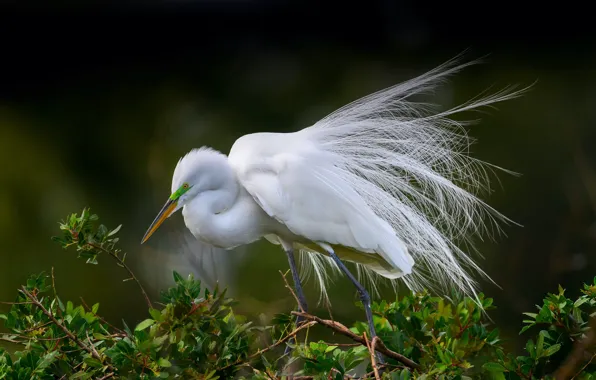 Branches, foliage, Heron, white egret