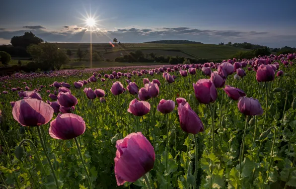 Field, summer, the sky, the sun, rays, landscape, flowers, nature