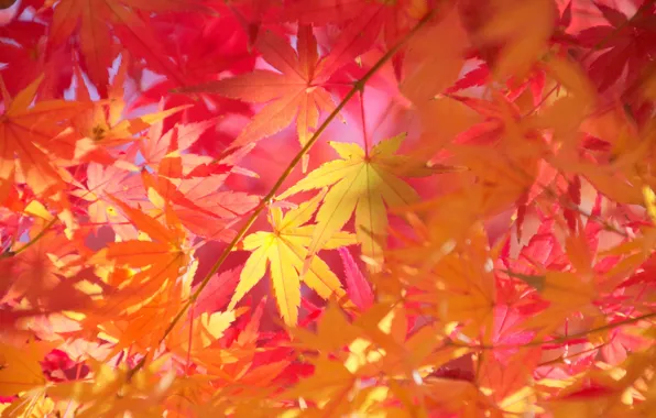 Autumn, leaves, macro, branches, maple