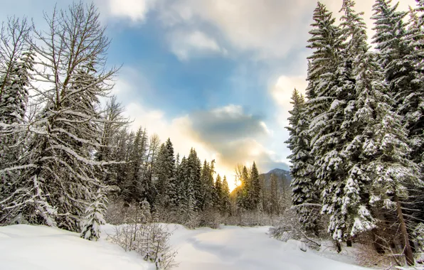 Winter, forest, clouds, snow, trees, mountain, the snow