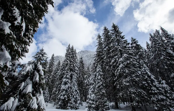Picture winter, snow, trees, landscape, mountains, tree, forest, landscape