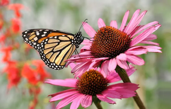 Macro, flowers, butterfly, Echinacea