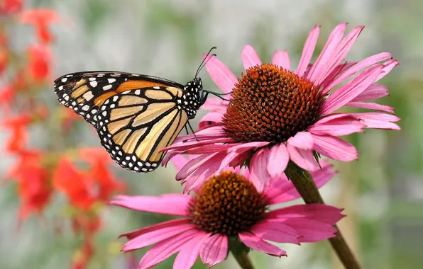 Picture macro, flowers, butterfly, Echinacea