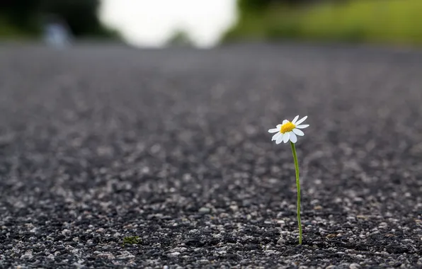Road, flower, macro