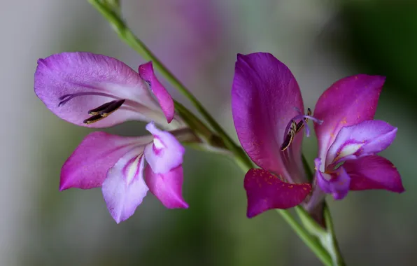 Macro, nature, petals, stem