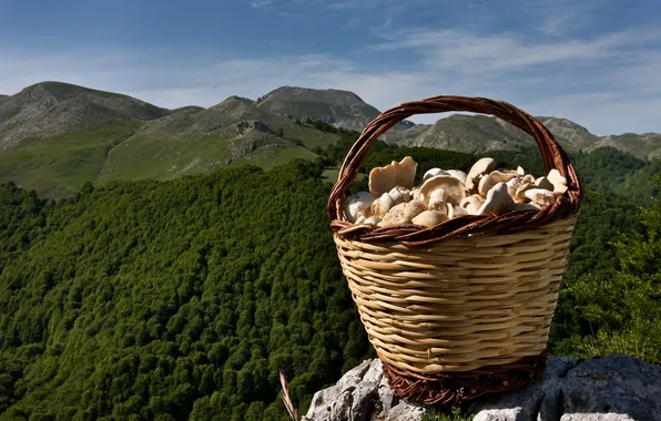 Picture forest, landscape, mountains, mushrooms, basket