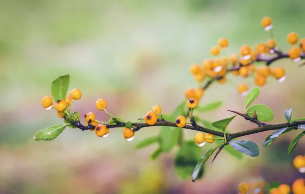 Berries, branches, dewdrops