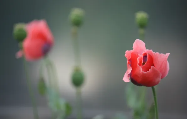 Flower, red, background, Mac, petals, blur, stem, buds