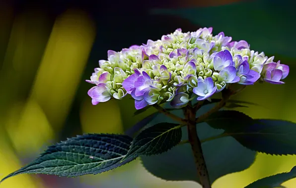 Picture leaves, macro, hydrangea, inflorescence